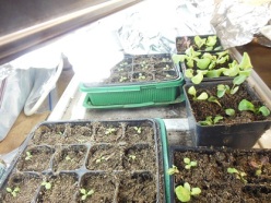 new sprouts for 2 week planting intervals